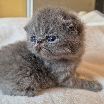 chaton Exotic Shorthair blue Collier rouge Chatterie Katzarolli chaton Exotic Shorthair blue Collier rouge Chatterie Katzarolli