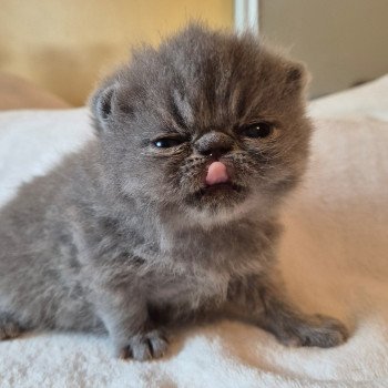 chaton Exotic Shorthair blue Collier rouge Chatterie Katzarolli chaton Exotic Shorthair blue Collier rouge Chatterie Katzarolli