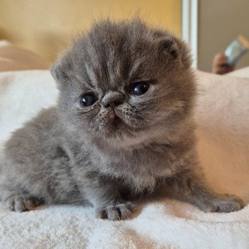 chaton Exotic Shorthair blue Collier rouge Chatterie Katzarolli chaton Exotic Shorthair blue Collier rouge Chatterie Katzarolli