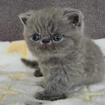 chaton Exotic Shorthair blue Collier rouge Chatterie Katzarolli chaton Exotic Shorthair blue Collier rouge Chatterie Katzarolli