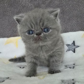 chaton Exotic Shorthair blue Collier rouge Chatterie Katzarolli chaton Exotic Shorthair blue Collier rouge Chatterie Katzarolli