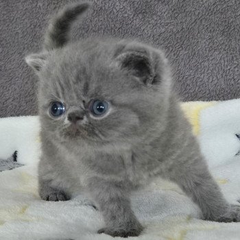 chaton Exotic Shorthair blue Collier rouge Chatterie Katzarolli chaton Exotic Shorthair blue Collier rouge Chatterie Katzarolli