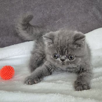 chaton Exotic Shorthair blue Vladimir Chatterie Katzarolli chaton Exotic Shorthair blue Vladimir Chatterie Katzarolli