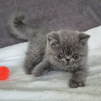 chaton Exotic Shorthair blue Vladimir Chatterie Katzarolli chaton Exotic Shorthair blue Vladimir Chatterie Katzarolli