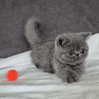chaton Exotic Shorthair blue Vladimir Chatterie Katzarolli chaton Exotic Shorthair blue Vladimir Chatterie Katzarolli