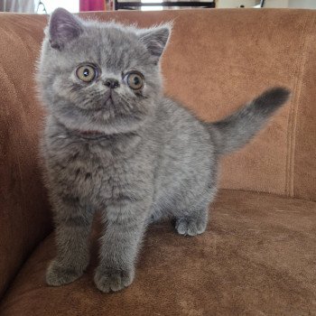 chaton Exotic Shorthair blue Vladimir Chatterie Katzarolli chaton Exotic Shorthair blue Vladimir Chatterie Katzarolli