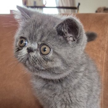 chaton Exotic Shorthair blue Vladimir Chatterie Katzarolli chaton Exotic Shorthair blue Vladimir Chatterie Katzarolli