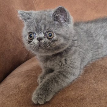 chaton Exotic Shorthair blue Vladimir Chatterie Katzarolli chaton Exotic Shorthair blue Vladimir Chatterie Katzarolli