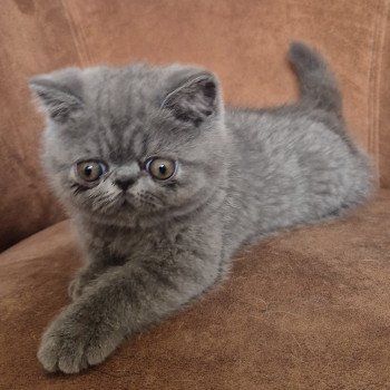 chaton Exotic Shorthair blue Vladimir Chatterie Katzarolli chaton Exotic Shorthair blue Vladimir Chatterie Katzarolli