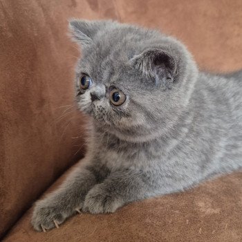 chaton Exotic Shorthair blue Vladimir Chatterie Katzarolli chaton Exotic Shorthair blue Vladimir Chatterie Katzarolli