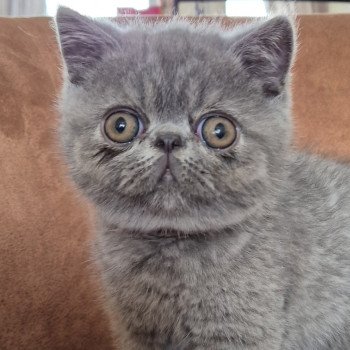 chaton Exotic Shorthair blue Vladimir Chatterie Katzarolli chaton Exotic Shorthair blue Vladimir Chatterie Katzarolli