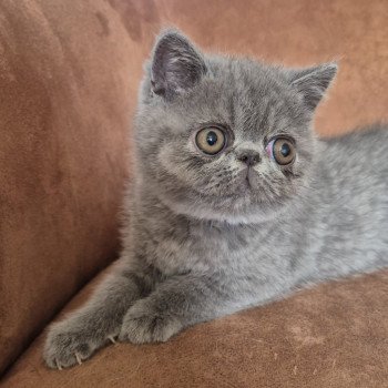 chaton Exotic Shorthair blue Vladimir Chatterie Katzarolli chaton Exotic Shorthair blue Vladimir Chatterie Katzarolli