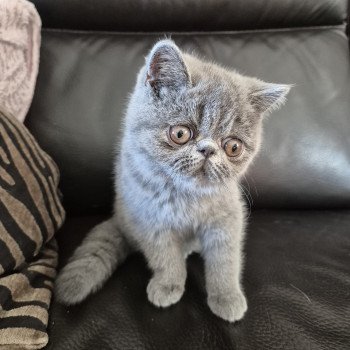 chaton Exotic Shorthair blue Vladimir / Baggy Chatterie Katzarolli chaton Exotic Shorthair blue Vladimir / Baggy Chatterie Katzarolli