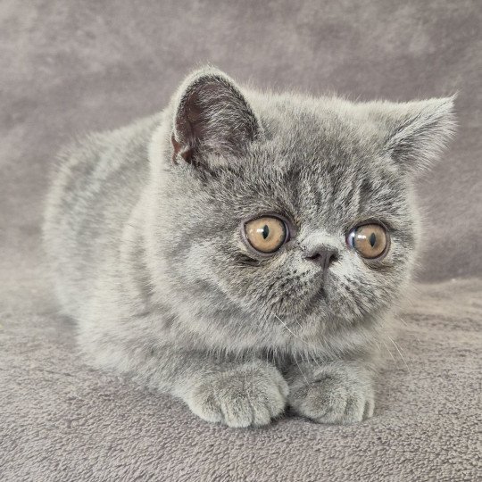 Vladimir / Baggy Mâle Exotic Shorthair