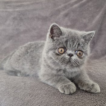 chaton Exotic Shorthair blue Vladimir / Baggy Chatterie Katzarolli chaton Exotic Shorthair blue Vladimir / Baggy Chatterie Katzarolli