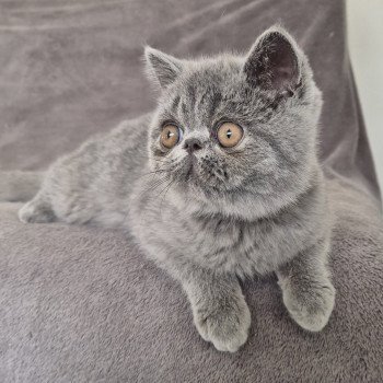 chaton Exotic Shorthair blue Vladimir / Baggy Chatterie Katzarolli chaton Exotic Shorthair blue Vladimir / Baggy Chatterie Katzarolli