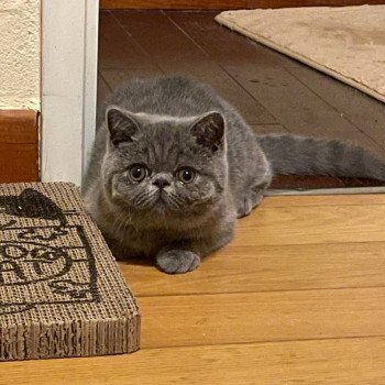 chaton Exotic Shorthair blue Vladimir / Baggy Chatterie Katzarolli chaton Exotic Shorthair blue Vladimir / Baggy Chatterie Katzarolli