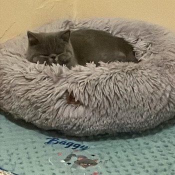 chaton Exotic Shorthair blue Vladimir / Baggy Chatterie Katzarolli chaton Exotic Shorthair blue Vladimir / Baggy Chatterie Katzarolli