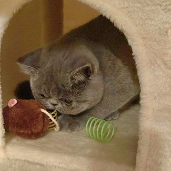 chaton Exotic Shorthair blue Vladimir / Baggy Chatterie Katzarolli chaton Exotic Shorthair blue Vladimir / Baggy Chatterie Katzarolli