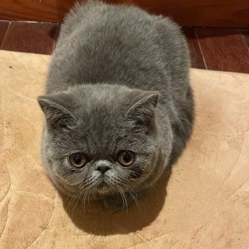 chaton Exotic Shorthair blue Vladimir / Baggy Chatterie Katzarolli chaton Exotic Shorthair blue Vladimir / Baggy Chatterie Katzarolli