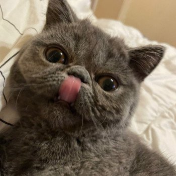 chaton Exotic Shorthair blue Vladimir / Baggy Chatterie Katzarolli chaton Exotic Shorthair blue Vladimir / Baggy Chatterie Katzarolli