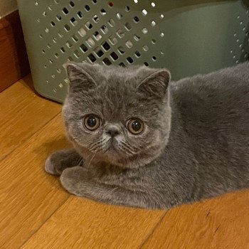 chaton Exotic Shorthair blue Vladimir / Baggy Chatterie Katzarolli chaton Exotic Shorthair blue Vladimir / Baggy Chatterie Katzarolli