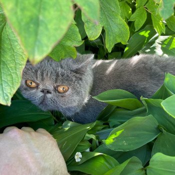 chaton Exotic Shorthair blue Vladimir / Baggy Chatterie Katzarolli chaton Exotic Shorthair blue Vladimir / Baggy Chatterie Katzarolli