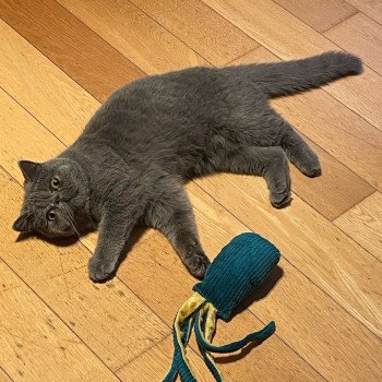 chaton Exotic Shorthair blue Vladimir / Baggy Chatterie Katzarolli chaton Exotic Shorthair blue Vladimir / Baggy Chatterie Katzarolli