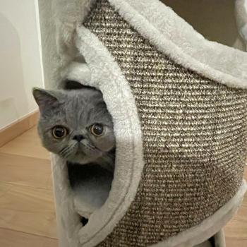 chaton Exotic Shorthair blue Vladimir / Baggy Chatterie Katzarolli