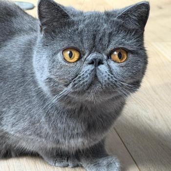 chaton Exotic Shorthair blue Vladimir / Baggy Chatterie Katzarolli
