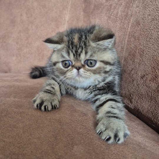 Collier violet Femelle Exotic Shorthair