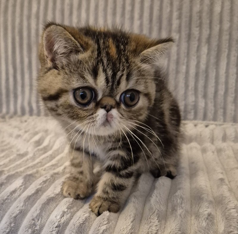 Antoinette Femelle Exotic Shorthair Antoinette Femelle Exotic Shorthair