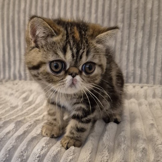 Antoinette Femelle Exotic Shorthair