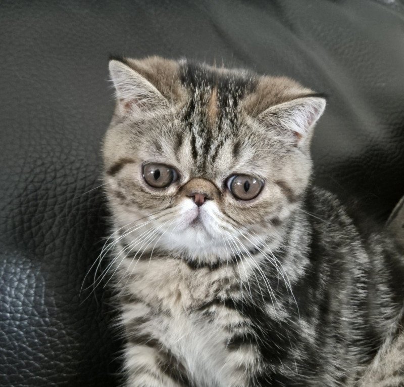 Antoinette Femelle Exotic Shorthair