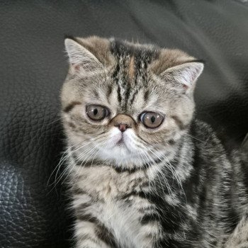 chaton Exotic Shorthair brown tortie blotched tabby Antoinette Chatterie Katzarolli