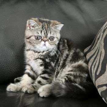chaton Exotic Shorthair brown tortie blotched tabby Antoinette Chatterie Katzarolli