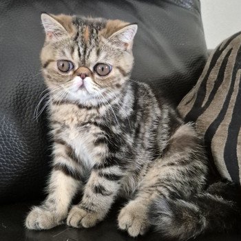 chaton Exotic Shorthair brown tortie blotched tabby Antoinette Chatterie Katzarolli