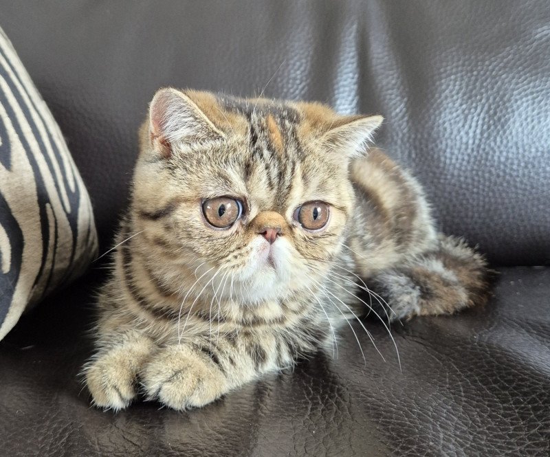 Antoinette Femelle Exotic Shorthair Antoinette Femelle Exotic Shorthair