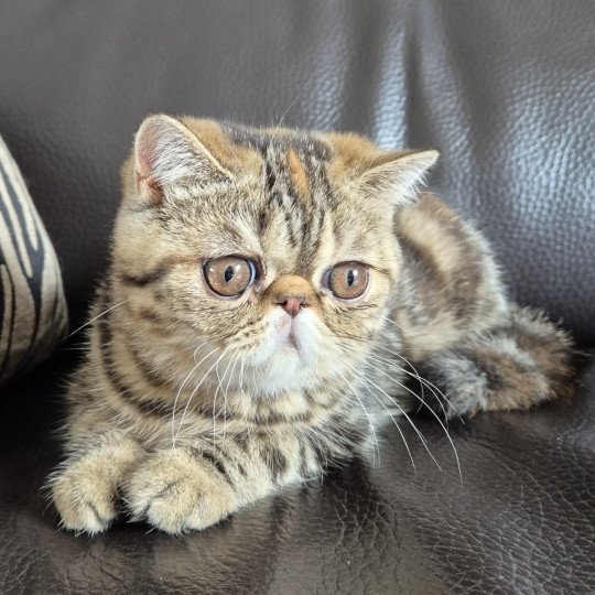 Antoinette Femelle Exotic Shorthair