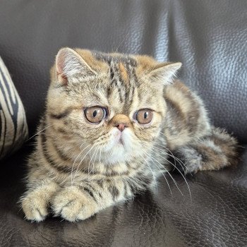 chaton Exotic Shorthair brown tortie blotched tabby Antoinette Chatterie Katzarolli chaton Exotic Shorthair brown tortie blotched tabby Antoinette Chatterie Katzarolli