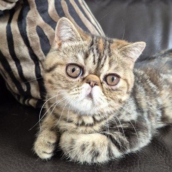 chaton Exotic Shorthair brown tortie blotched tabby Antoinette Chatterie Katzarolli chaton Exotic Shorthair brown tortie blotched tabby Antoinette Chatterie Katzarolli