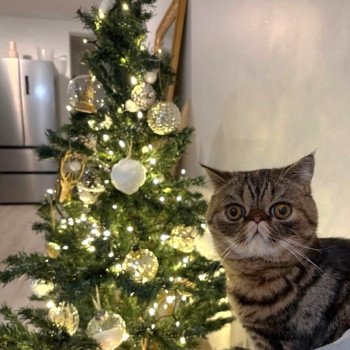 chaton Exotic Shorthair brown tortie blotched tabby Antoinette Chatterie Katzarolli