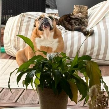 chaton Exotic Shorthair brown tortie blotched tabby Antoinette Chatterie Katzarolli