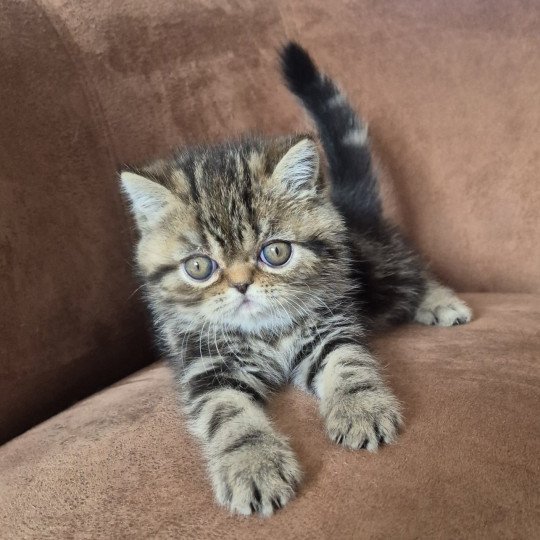 Collier orange Mâle Exotic Shorthair