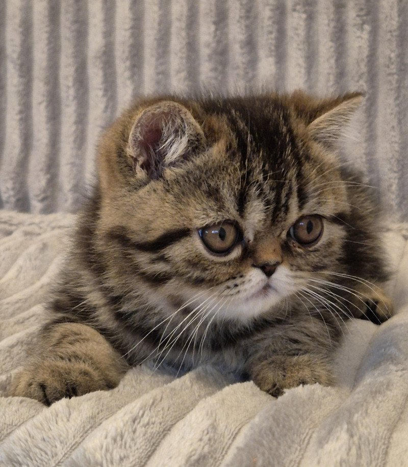 Arlequin / Kimmy Mâle Exotic Shorthair Arlequin / Kimmy Mâle Exotic Shorthair