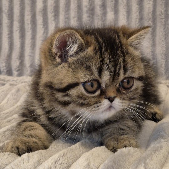Arlequin / Kimmy Mâle Exotic Shorthair