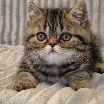 chaton Exotic Shorthair brown blotched tabby Arlequin / Kimmy Chatterie Katzarolli