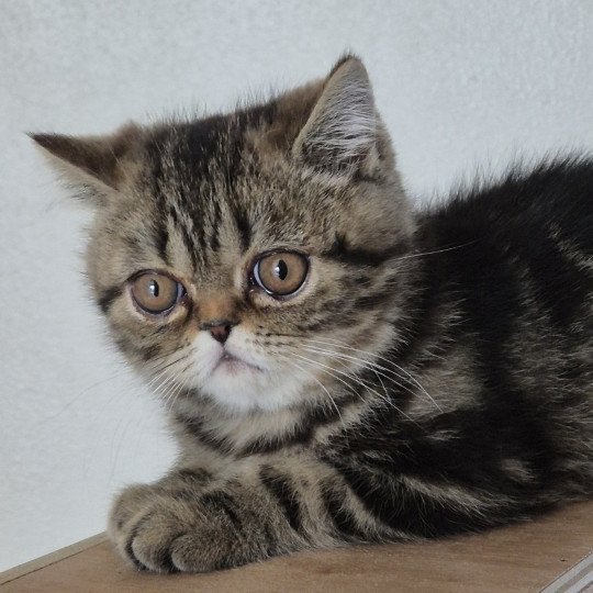 Arlequin / Kimmy Mâle Exotic Shorthair