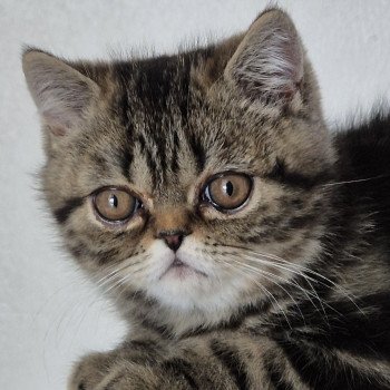 chaton Exotic Shorthair brown blotched tabby Arlequin / Kimmy Chatterie Katzarolli