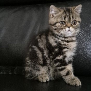 chaton Exotic Shorthair brown blotched tabby Arlequin / Kimmy Chatterie Katzarolli